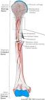 gabbys recovery journal tibial plateau leveling osteotomy