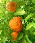 Citrus Pages / Sour oranges