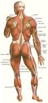 <b>Muscles</b>