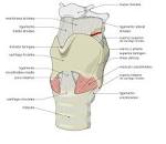 File:<b>Laringe</b> externa es.svg