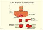 New Human Physiology Ch 2