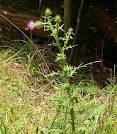 Bull Thistle (<b>Cirsium</b> vulgare)