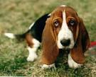 Basset Hound Information and Pictures | Dog breed world