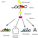 <b>DNA</b> damage response (after