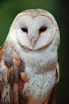 Barn Owl Sound Clip Quote MP3 and Ringtone
