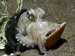 220px-Octopus_shell.jpg