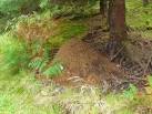 Wood Ants' Nest - via Daymix