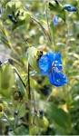File:<b>Commelina</b> coelestis