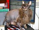 ugliest cat