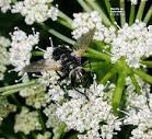 Flowering Plant Families, UH Botany