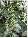 Coffee Plant: Arabica and Robusta - CoffeeResearch.
