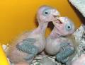 Yellow-Faced Amazons from Aves International