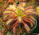 <b>Drosera</b> capensis (Bains Kloof)