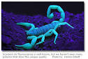 Scorpions pronunciation