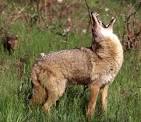 Coyotes - Living with Wildlife | Washington Department of Fish ...
