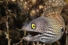 Ocean &amp; Air: Snowflake Moray Eel