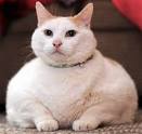 fat cat.jpg
