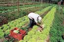 viva itaborai: Seminário “Agricultura Familiar e o Mercado”