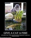 Finestkind Clinic and fish market: LOL cat of the day