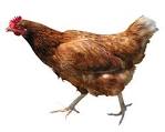 Chicken  If Everything Tastes Like it Whats the Point  The Man
