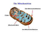 All About Mitochondria