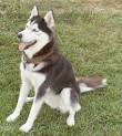 Siberian Husky Information, Husky, Huskies, Sibe, Sibes, Siberian ...