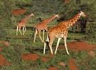 African Safari | Tanzania Safari | Africa Safaris