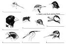Bird Adaptation | Youth Division of the Maryland Ornithological ...