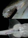 FLMNH Ichthyology Department: Ghost Shark