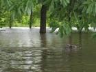 Feral hog swimming public - via Daymix
