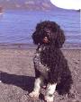 Hypoallergenic dog breed - Wikipedia, the free encyclopedia
