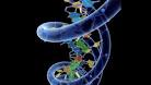 It's <b>DNA</b>.