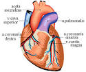 The Human Heart