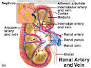 Urinary System