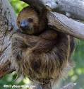 Animal Scoop - Two Toed SLOTH - BillyBear4Kids.