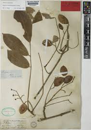 Image result for Derris cuneifolia