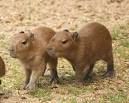 ZooBorns: CAPYBARA