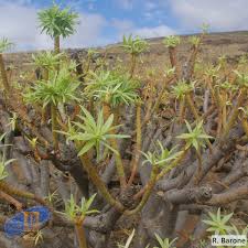 Image result for Euphorbia berthelotii