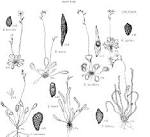 <b>DROSERACEAE</b>, the Sundew Family