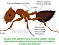 Acrobat Ant Identification Resources