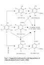 Chlorothalonil (EHC 183, 1996)