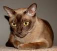 Burmese Cats Breed - Cat Pictures &amp; Information