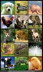 Animal Sounds Ringtones   Android Apps and Tests   AndroidPIT