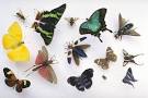 Forensic Entomology Information Resources