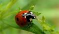 Natural Garden Pest Control: Safe, Non-Toxic Methods &amp; Solutions ...