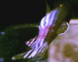 FAQs on Freshwater Aquarium Water Quality 3
