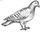 Pigeon coloring page