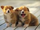 National Puppy Day: Photos : People.