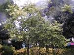File:200410 Castanospermum australe.JPG - Wikipedia, the free ...