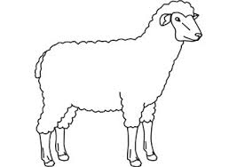 Image result for sheep coloring page